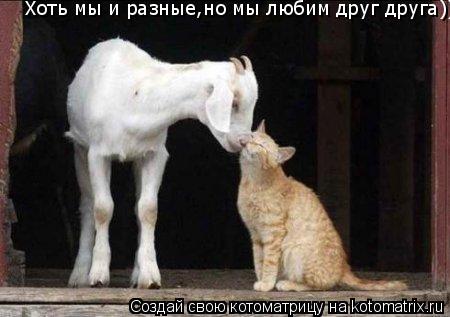 Хоть мы и разные,но мы любим друг друга))... Котоматрица: Хоть мы и разные,но мы любим друг друга))