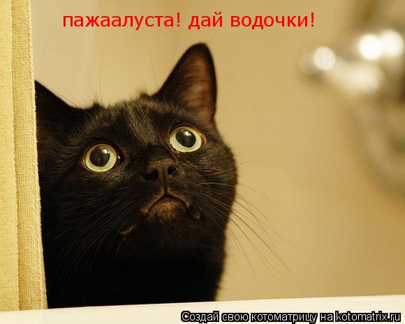 пажаалуста! дай водочки!... Котоматрица: пажаалуста! дай водочки!