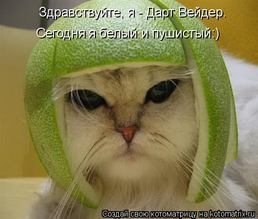 Здравствуйте, я - Дарт Вейдер. Сегодня я белый и пушистый:)... Котоматрица: Здравствуйте, я - Дарт Вейдер. Сегодня я белый и пушистый:)