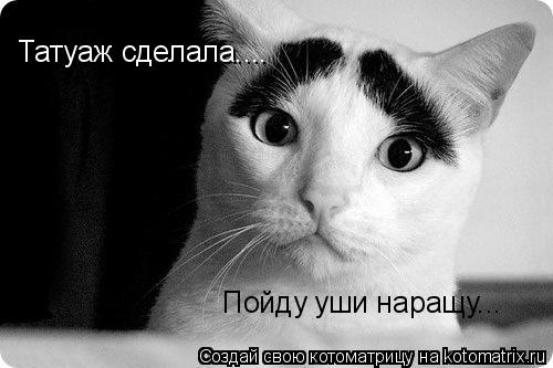 Татуаж сделала.... Пойду уши наращу...... Котоматрица: Татуаж сделала.... Пойду уши наращу...