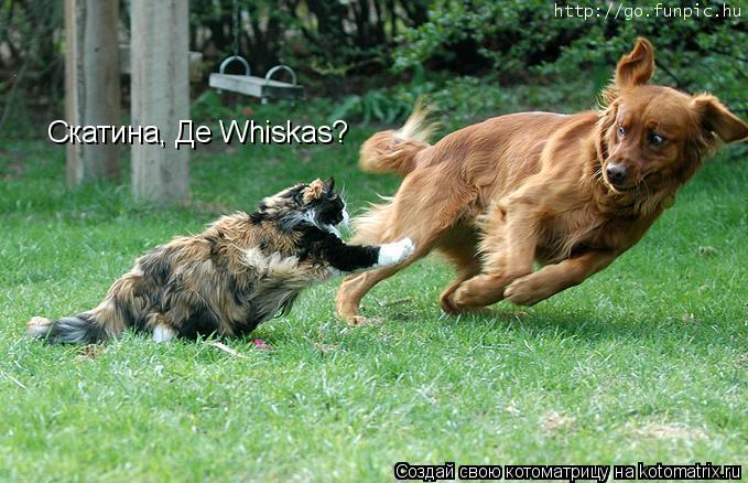 Скатина, Де Whiskas?... Котоматрица: Скатина, Де Whiskas?