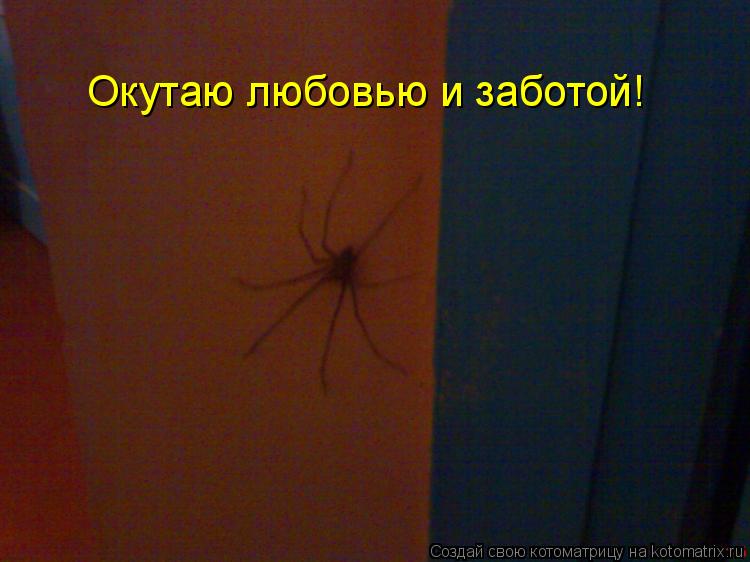 Окутаю любовью и заботой!... Котоматрица: Окутаю любовью и заботой!