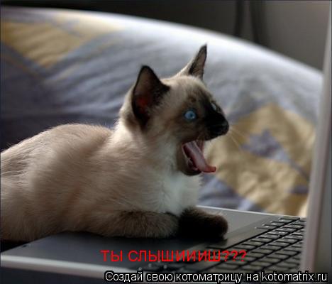 ТЫ СЛЫШИИИШ???... Котоматрица: ТЫ СЛЫШИИИШ???
