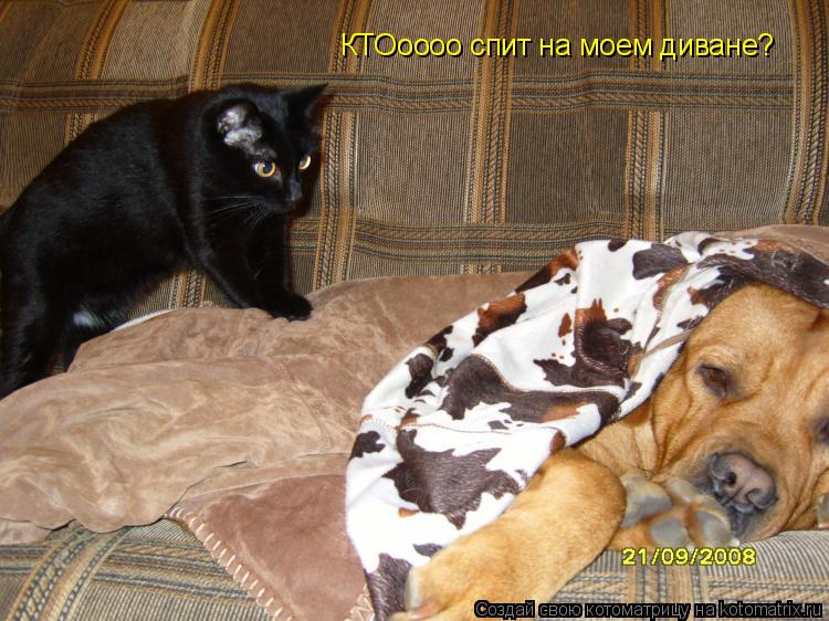 Котоматрица: КТОоооо спит на моем диване?