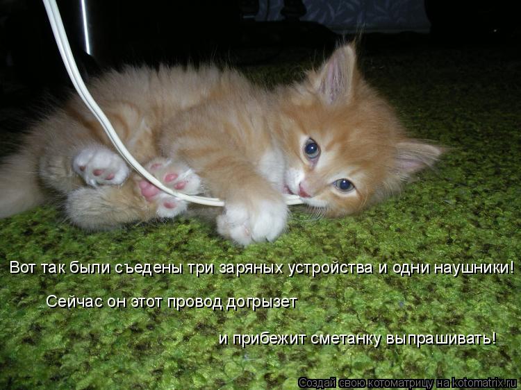Вот так были съедены три заряных устройства и одни наушники! Сейчас он этот провод догрызет и прибежи... Котоматрица: Вот так были съедены три заряных устройства и одни наушники! Сейчас он этот провод догрызет и прибежит сметанку выпрашивать!