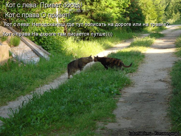 Кот с лева: Привет сосед! Кот с права:О привет! Кот с лева: Неподскажеш где тут пописать на дороге ил... Котоматрица: Кот с лева: Привет сосед! Кот с права:О привет! Кот с лева: Неподскажеш где тут пописать на дороге или на травке? Кот с права:На дороге там писа