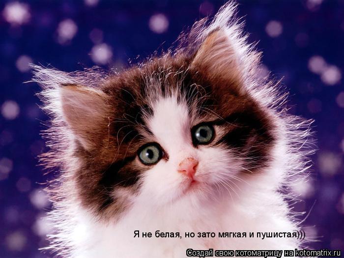 Котоматрица: Я не белая, но зато мягкая и пушистая))) Я не белая, но зато мягкая и пушистая)))