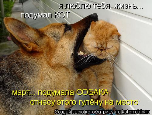 я люблю тебя, жизнь... подумал КОТ март... подумала СОБАКА отнесу этого гулёну на место... Котоматрица: я люблю тебя, жизнь... подумал КОТ март... подумала СОБАКА отнесу этого гулёну на место