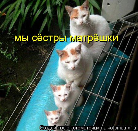 мы сёстры матрёшки... Котоматрица: мы сёстры матрёшки