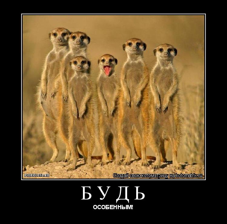будь ОСОБЕННЫМ!... Котоматрица: будь ОСОБЕННЫМ!