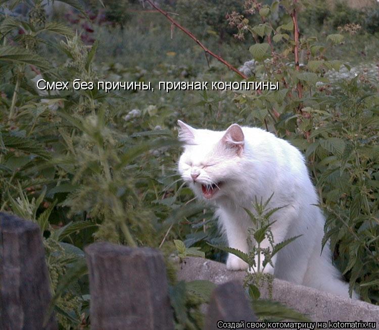 Котоматрица: Смех без причины, признак коноплины