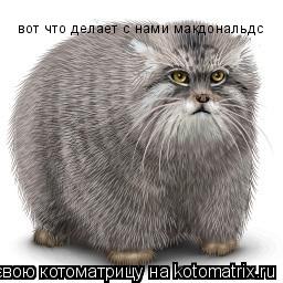 вот что делает с нами макдональдс... Котоматрица: вот что делает с нами макдональдс