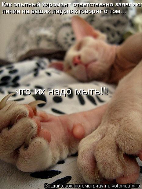 Как опытный хиромант ответственно заявляю: линии на ваших ладонях говорят о том... что их надо мыть!!... Котоматрица: Как опытный хиромант ответственно заявляю: линии на ваших ладонях говорят о том... что их надо мыть!!!