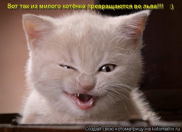 Вот так из милого котёнка превращаются во льва!!! :) Вот так из милого котёнка превращаются во льва... Котоматрица: Вот так из милого котёнка превращаются во льва!!! :) Вот так из милого котёнка превращаются во льва!!! :)