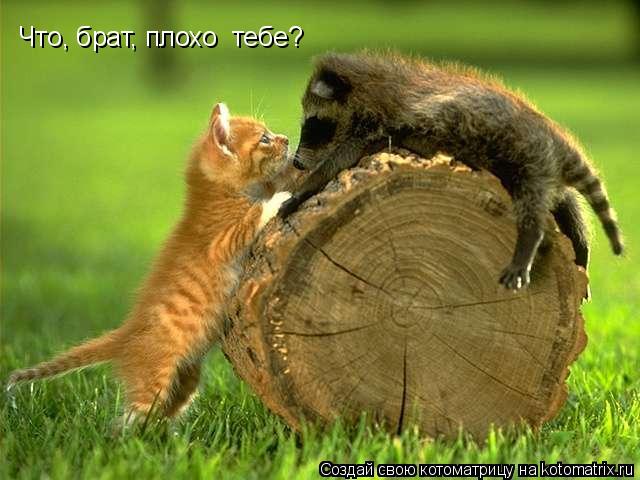Котоматрица: Что, брат, плохо  тебе?