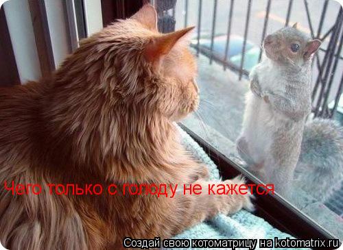 Чего только с голоду не кажется... Котоматрица: Чего только с голоду не кажется