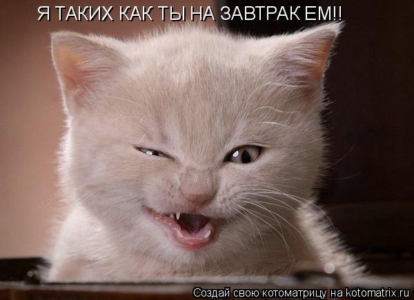 Я ТАКИХ КАК ТЫ НА ЗАВТРАК ЕМ!!... Котоматрица: Я ТАКИХ КАК ТЫ НА ЗАВТРАК ЕМ!!