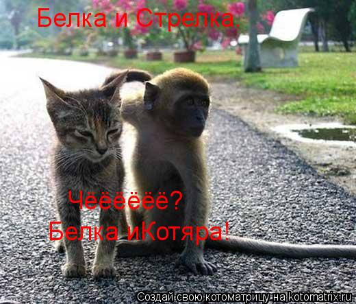 Белка и Стрелка. Чёёёёёё? Белка иКотяра!... Котоматрица: Белка и Стрелка. Чёёёёёё? Белка иКотяра!