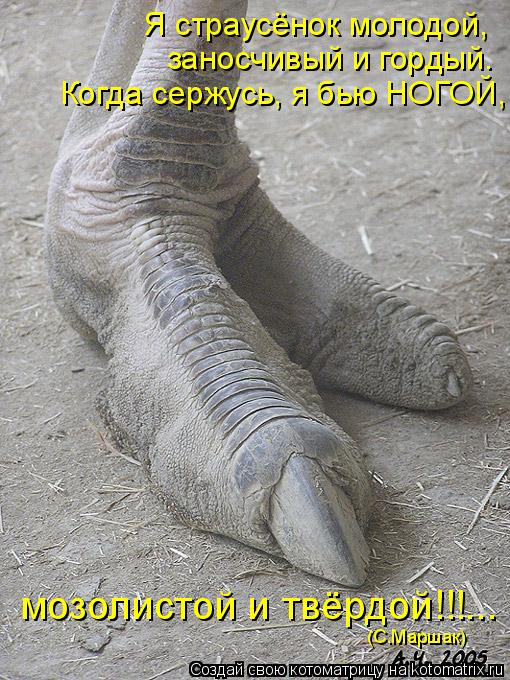 Котоматрица: Я страусёнок молодой, Когда сержусь, я бью НОГОЙ, заносчивый и гордый. мозолистой и твёрдой!!!... (С.Маршак)