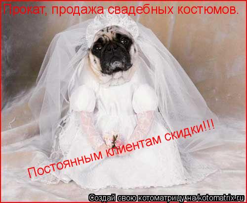 Прокат, продажа свадебных костюмов. Постоянным клиентам скидки!!!... Котоматрица: Прокат, продажа свадебных костюмов. Постоянным клиентам скидки!!!