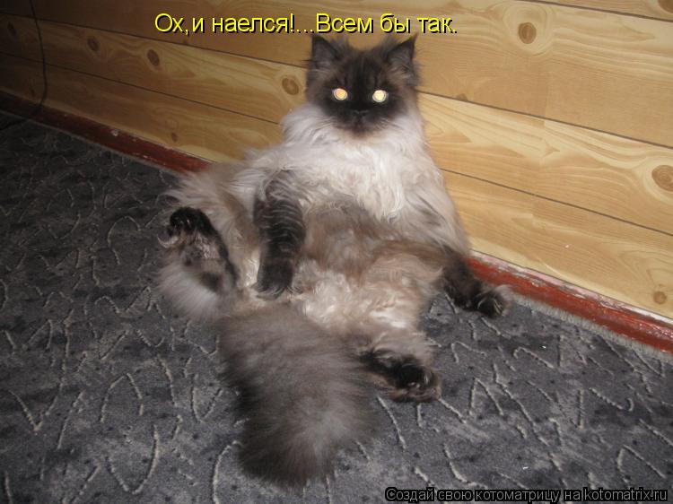 Ох,и наелся!...Всем бы так.... Котоматрица: Ох,и наелся!...Всем бы так.
