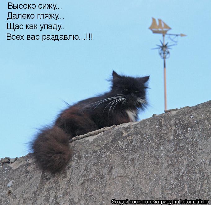 Высоко сижу... Далеко гляжу... Щас как упаду... Всех вас раздавлю...!!!... Котоматрица: Высоко сижу... Далеко гляжу... Щас как упаду... Всех вас раздавлю...!!!