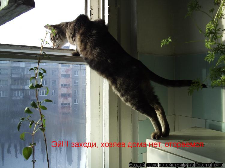 Эй!!! заходи, хозяев дома нет, оторвемся... Котоматрица: Эй!!! заходи, хозяев дома нет, оторвемся