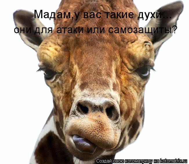Мадам,у вас такие духи... они для атаки или самозащиты?... Котоматрица: Мадам,у вас такие духи... они для атаки или самозащиты?
