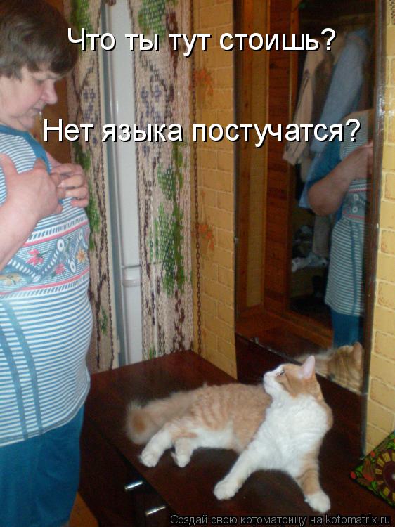 Котоматрица: Что ты тут стоишь?  Нет языка постучатся?