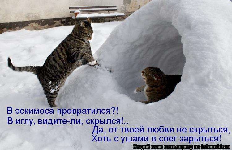Котоматрица: В эскимоса превратился?! В иглу, видите-ли, скрылся!.. Хоть с ушами в снег зарыться! Да, от твоей любви не скрыться,