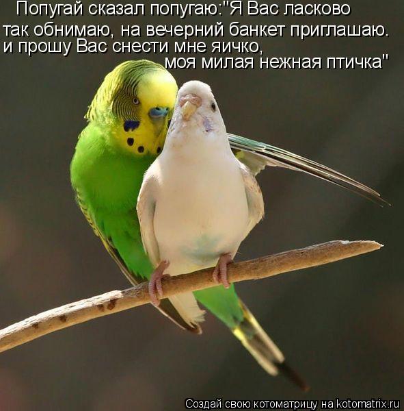 Попугай сказал попугаю:"Я Вас ласково так обнимаю, на вечерний банкет приглашаю. и прошу Вас снести м... Котоматрица: Попугай сказал попугаю:"Я Вас ласково так обнимаю, на вечерний банкет приглашаю. и прошу Вас снести мне яичко, моя милая нежная птичка"