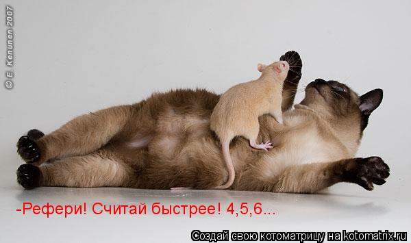 -Рефери! Считай быстрее! 4,5,6...... Котоматрица: -Рефери! Считай быстрее! 4,5,6...