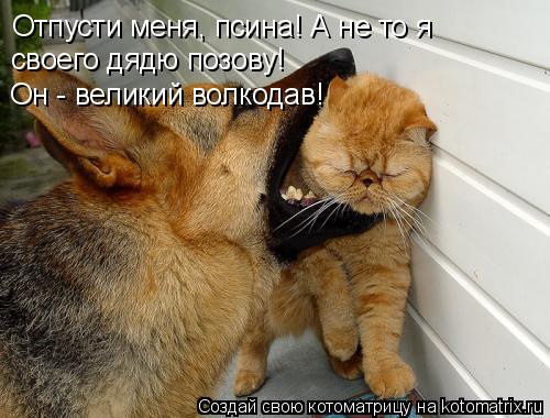 Отпусти меня, псина! А не то я своего дядю позову! Он - великий волкодав!... Котоматрица: Отпусти меня, псина! А не то я своего дядю позову! Он - великий волкодав!