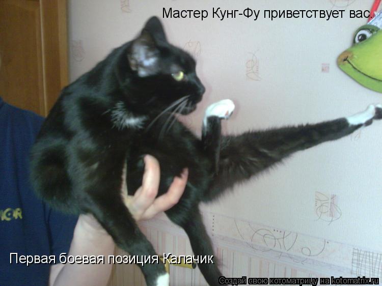 Мастер Кунг-Фу приветствует вас. Первая боевая позиция Калачик... Котоматрица: Мастер Кунг-Фу приветствует вас. Первая боевая позиция Калачик