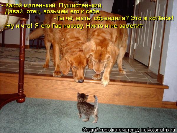 - Какой маленький. Пушистенький. Давай, отец, возьмём его к себе. -Ты чё, мать, сбрендила? Это ж котё... Котоматрица: - Какой маленький. Пушистенький. Давай, отец, возьмём его к себе. -Ты чё, мать, сбрендила? Это ж котёнок! -Ну и что! Я его Гав назову. Никто и не за