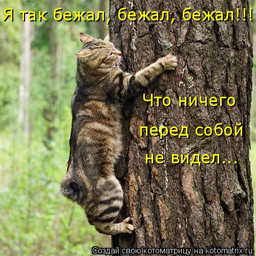 Я так бежал, бежал, бежал!!! Что ничего перед собой не видел...... Котоматрица: Я так бежал, бежал, бежал!!! Что ничего перед собой не видел...