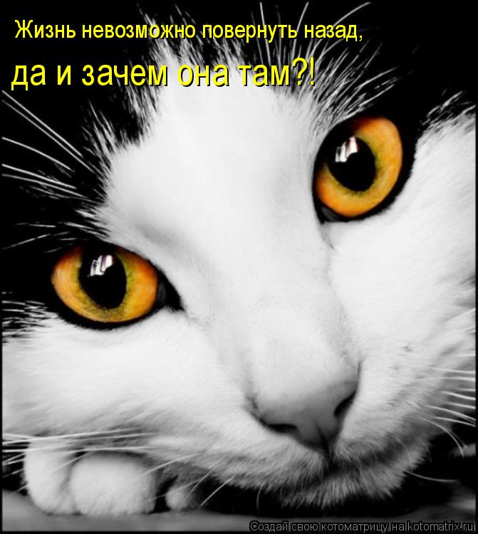 Котоматрица: Жизнь невозможно повернуть назад,  да и зачем она там?!