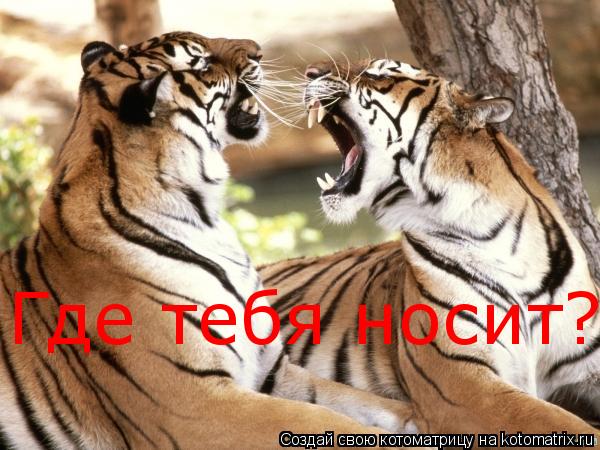 Где тебя носит?... Котоматрица: Где тебя носит?
