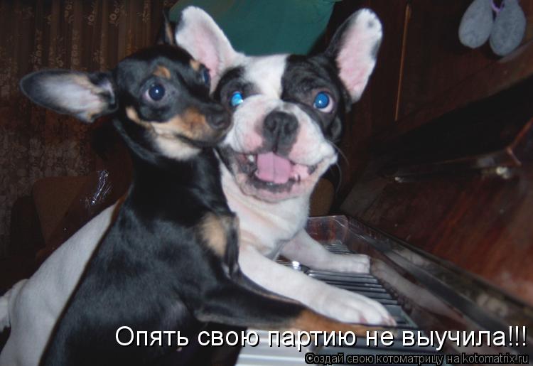 Котоматрица: Опять свою партию не выучила!!!