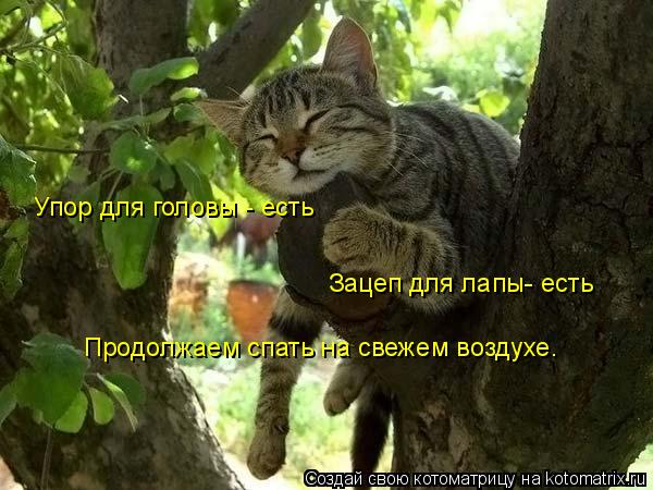 Упор для головы - есть Зацеп для лапы- есть Продолжаем спать на свежем воздухе.... Котоматрица: Упор для головы - есть Зацеп для лапы- есть Продолжаем спать на свежем воздухе.