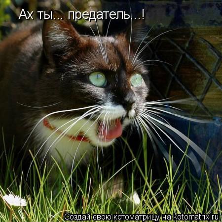 Ах ты... предатель...!... Котоматрица: Ах ты... предатель...!