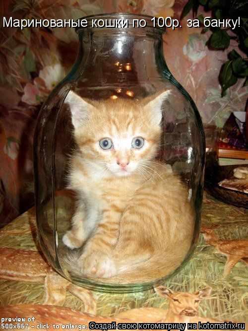 Маринованые кошки по 100р. за банку!... Котоматрица: Маринованые кошки по 100р. за банку!