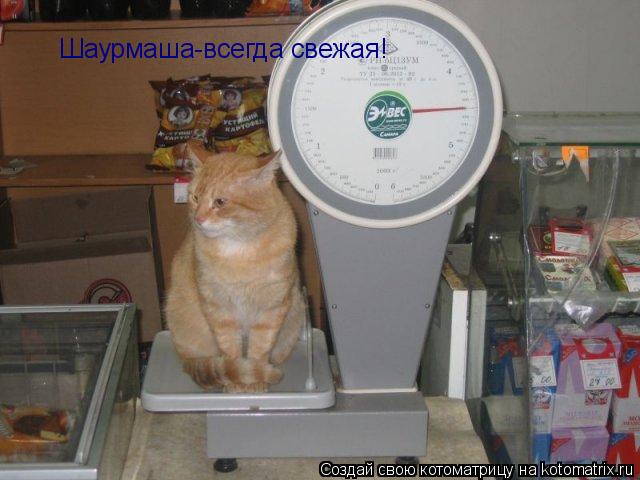 Шаурмаша-всегда свежая!... Котоматрица: Шаурмаша-всегда свежая!