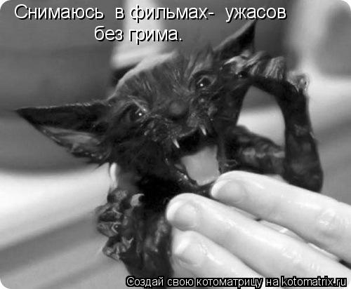 Снимаюсь в фильмах- ужасов без грима.... Котоматрица: Снимаюсь в фильмах- ужасов без грима.