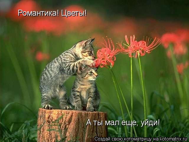 Романтика! Цветы! А ты мал еще, уйди!... Котоматрица: Романтика! Цветы! А ты мал еще, уйди!