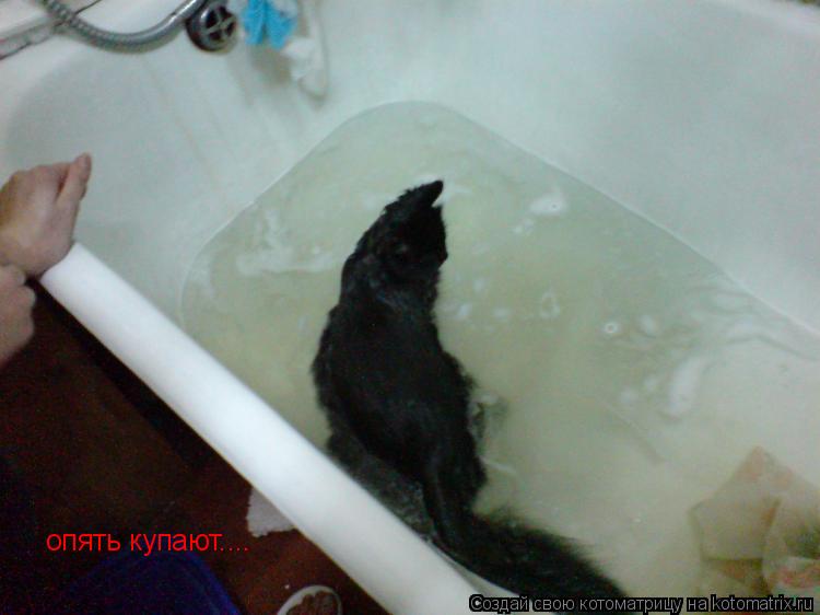 опять купают....... Котоматрица: опять купают....