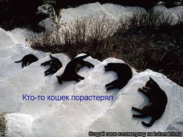 Котоматрица: Кто-то кошек порастерял