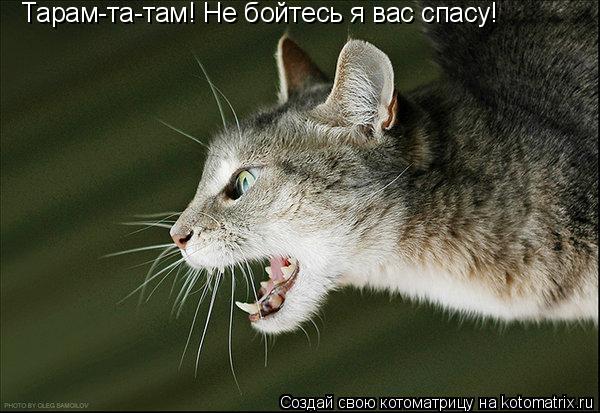 Тарам-та-там! Не бойтесь я вас спасу!... Котоматрица: Тарам-та-там! Не бойтесь я вас спасу!
