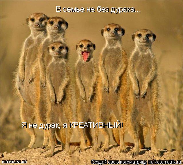 В семье не без дурака... Я не дурак, я КРЕАТИВНЫЙ!... Котоматрица: В семье не без дурака... Я не дурак, я КРЕАТИВНЫЙ!