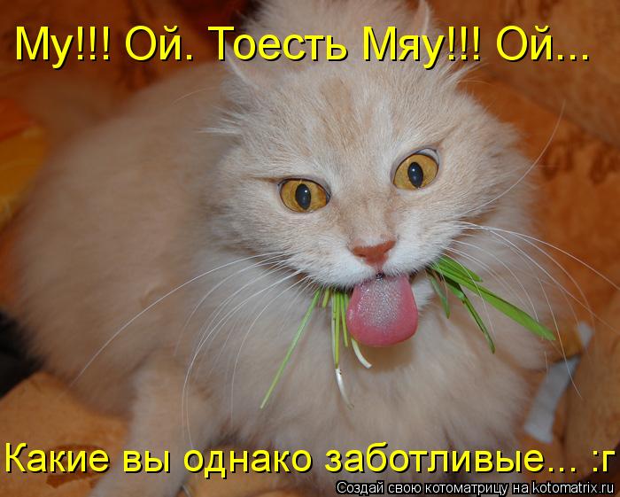Му!!! Ой. Тоесть Мяу!!! Ой... Какие вы однако заботливые... :г... Котоматрица: Му!!! Ой. Тоесть Мяу!!! Ой... Какие вы однако заботливые... :г